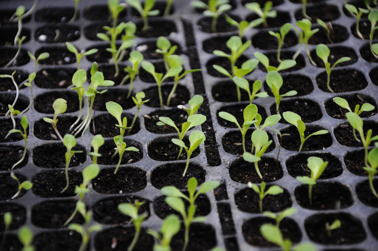 It all starts with a dream. We have many choices in this life, we have chosen to work together to create a local ecologically based farm for our community. Hard work and vision are the necessary ingredients needed to start the journey and community support sustains it. Together we make a farm spring forth from the land.  The season begins with indoor grown starts. Our short main growing season means we use season- extending techniques to help give us fresh food for as long as possible during the year.  