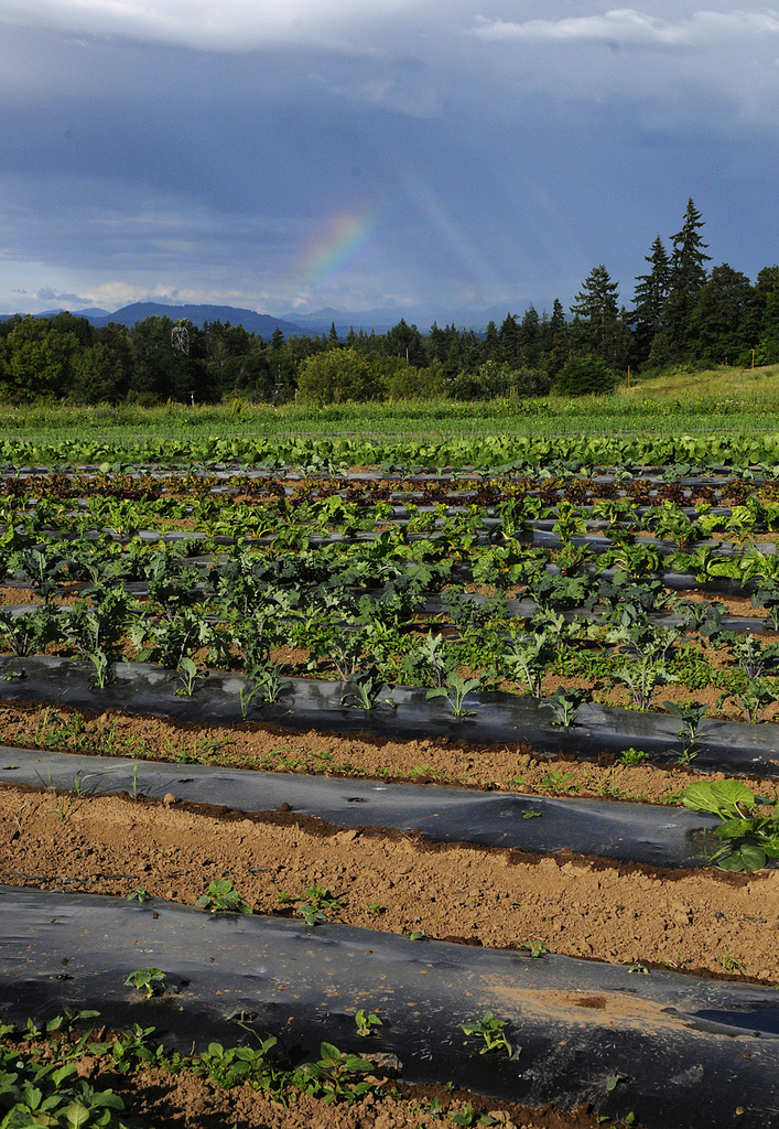 The crops really grow fast as the days lengthen and are warmed by the sun in late spring.