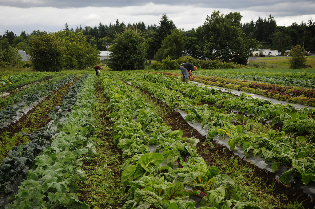 Time for the first picking!  It is a day of cheerful work, a celebration after months of hard work.