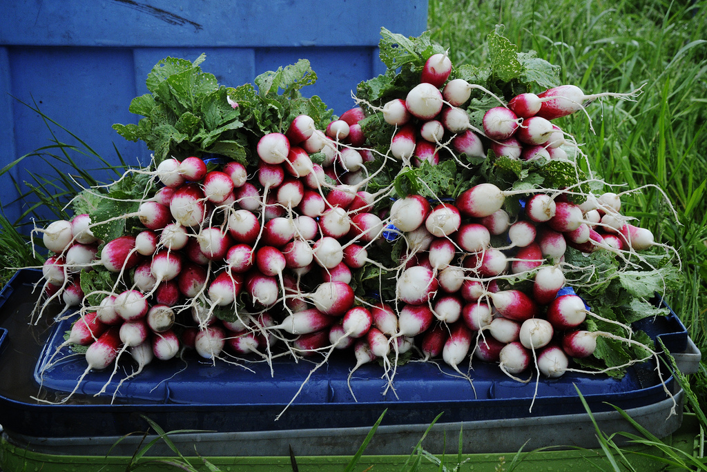 Early lettuces and radishes; succulent, beautiful and DELICIOUS!