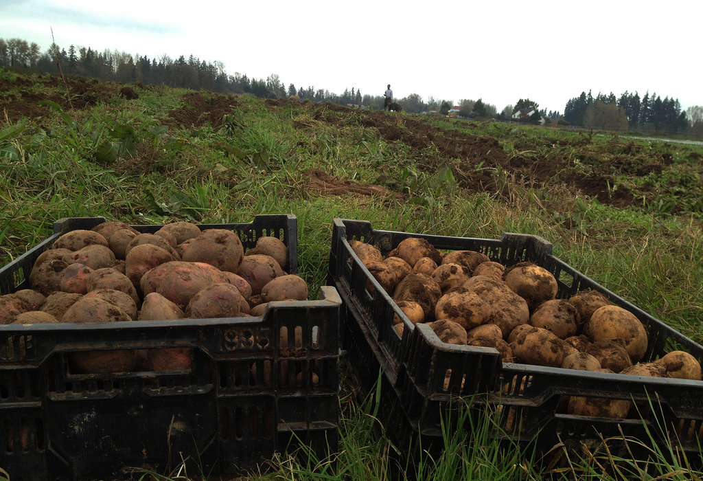 Potatoes; planting, growing and harvest. In French they are called, “pomme d’ terre” - apples of the earth.