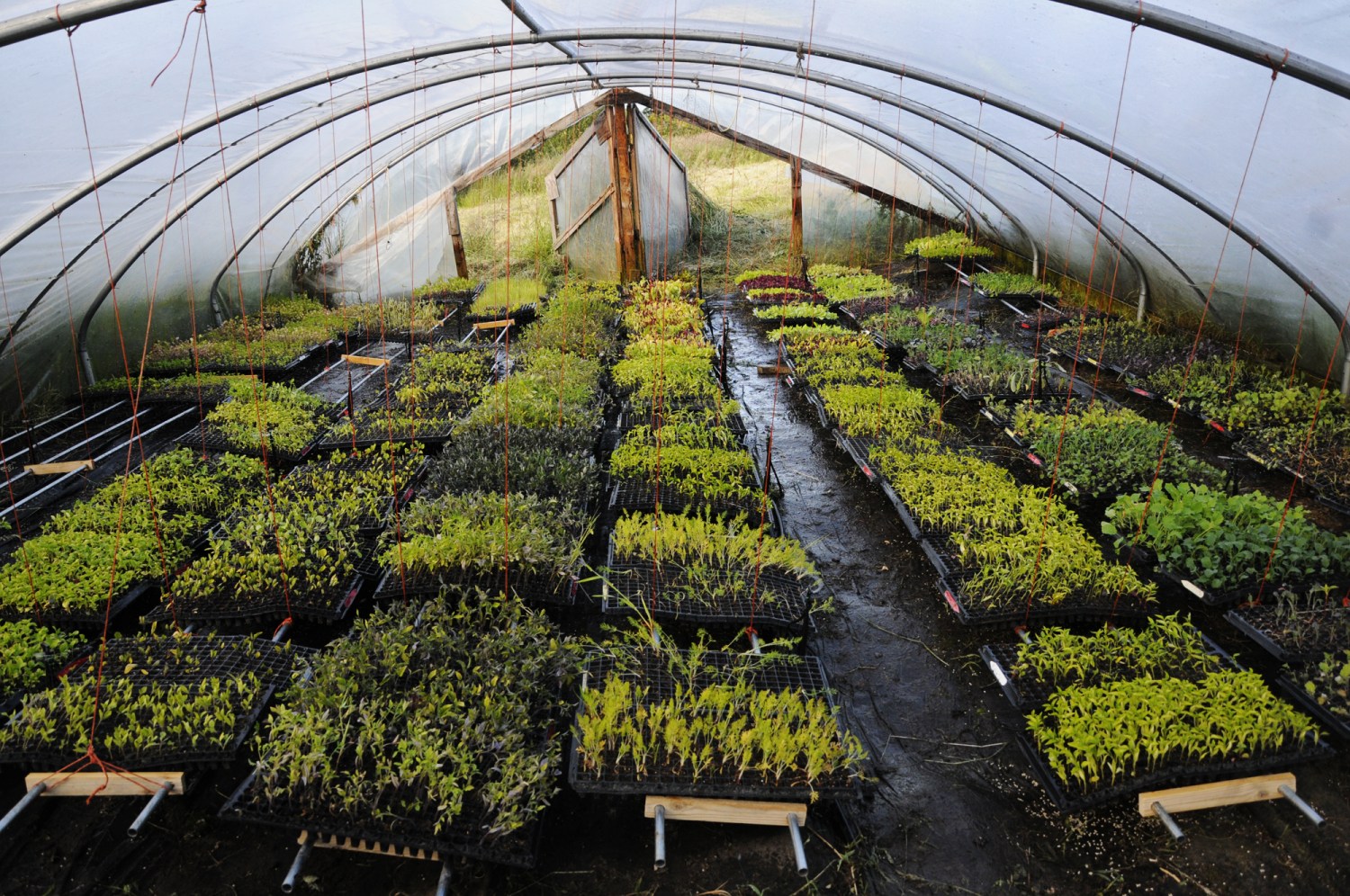 After weeks of seeding, plants started indoors are transferred to the greenhouse to grow some during the chilly, rainy spring.