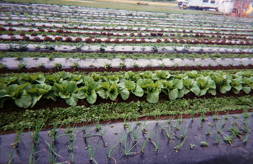 Salad crops growing on in late summer.