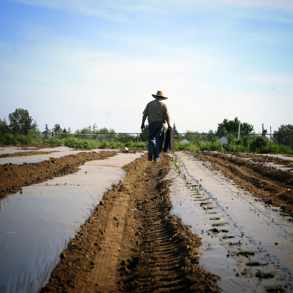 A good day’s work transplant early crops. Now we let the sun and rain do their part in this early time of the year.