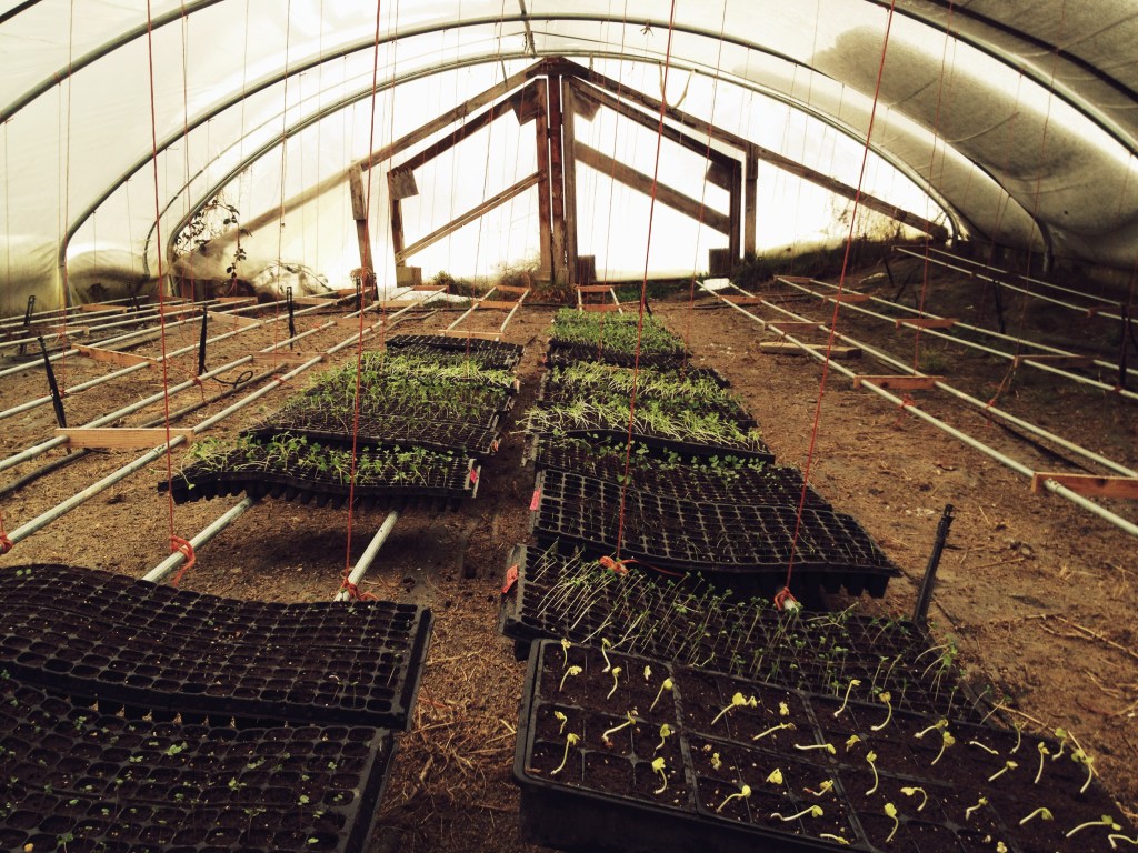 greenhouse seedlings